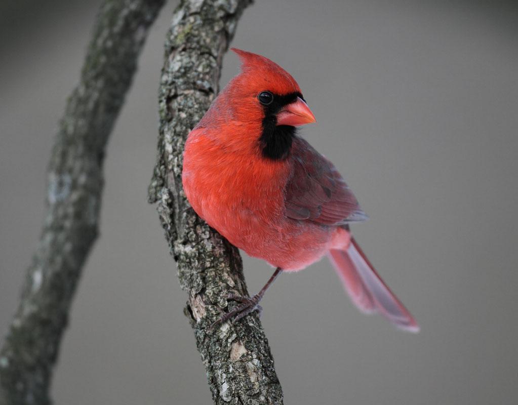 Northern Cardinal Photo by Lynn Cummings