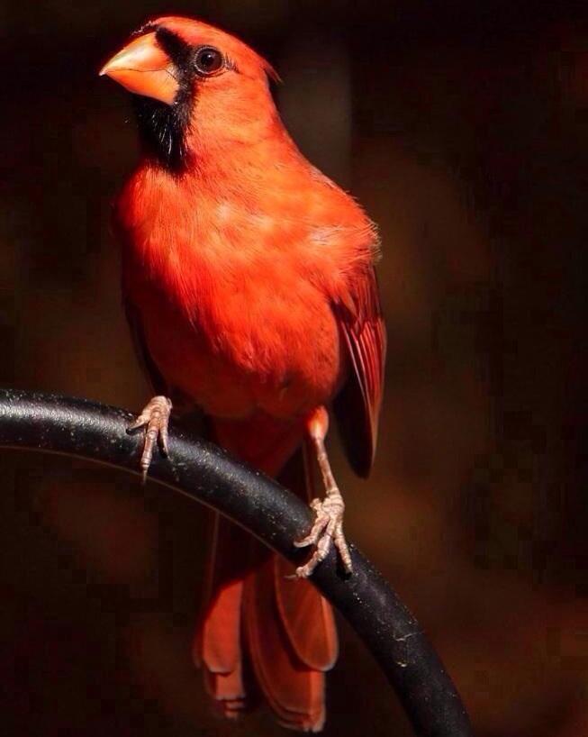 Northern Cardinal Photo by Tena Southern