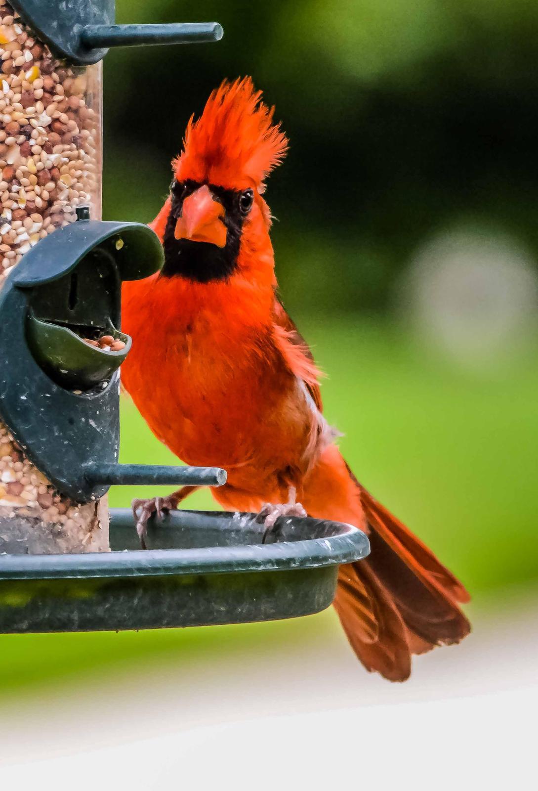 Northern Cardinal Photo by Wally Wenzel