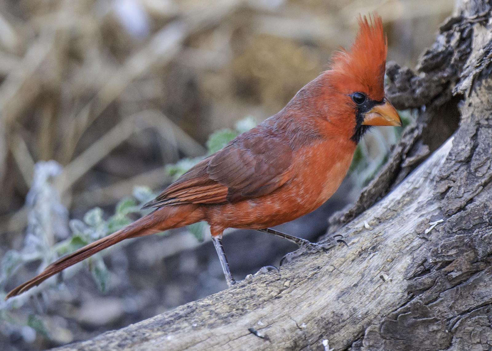 Northern Cardinal Photo by Mason Rose