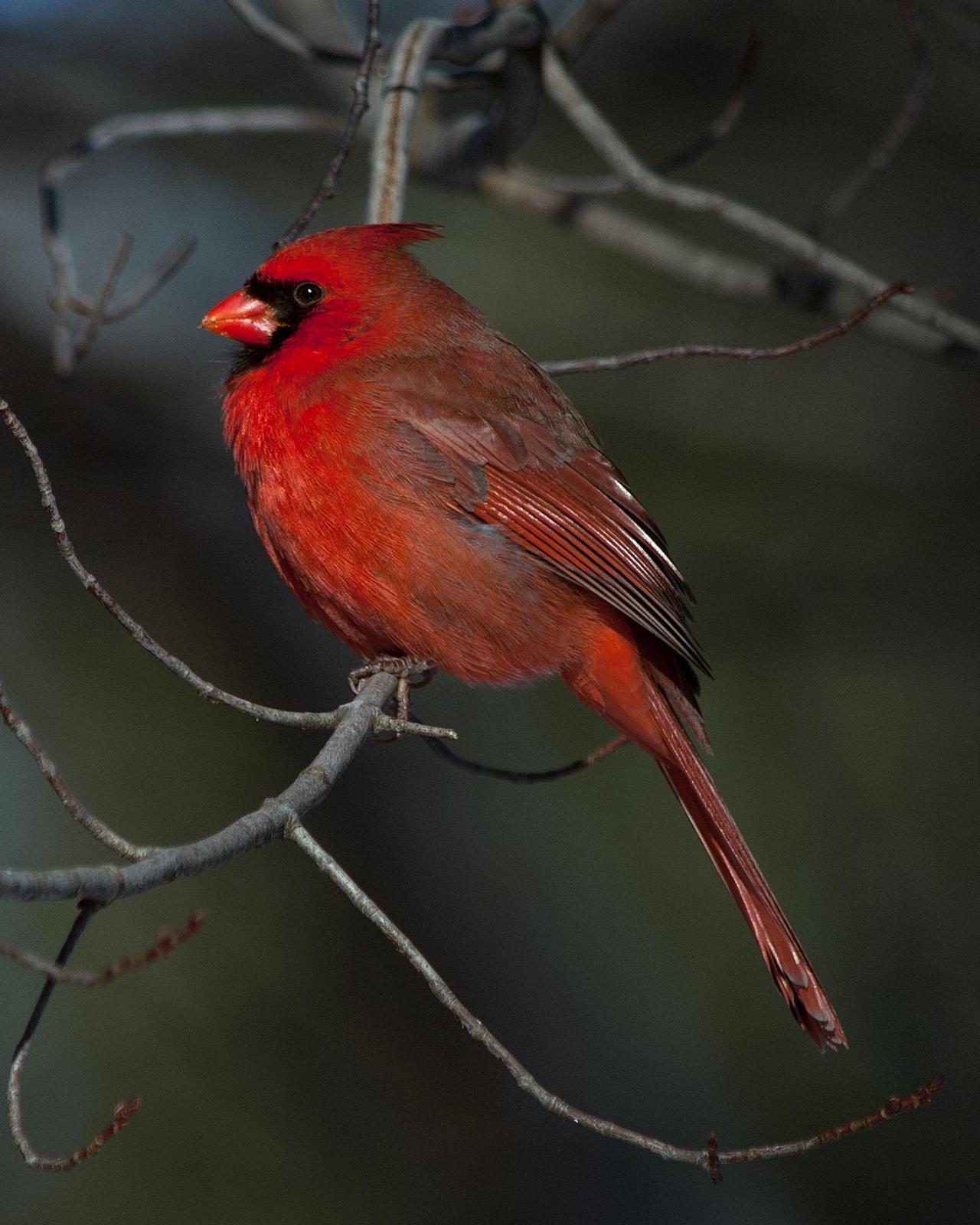 Northern Cardinal Photo by Mark Blassage