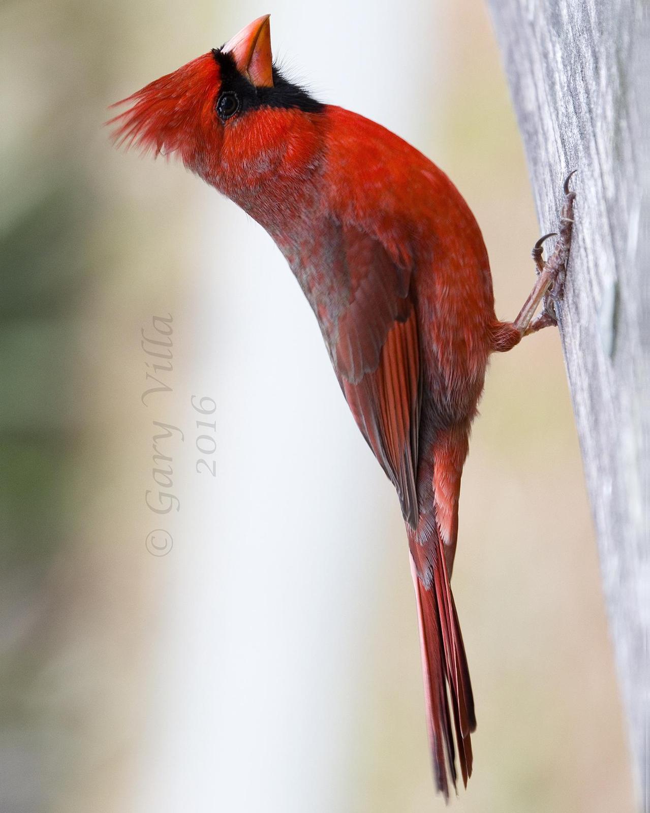Northern Cardinal Photo by Gary Villa