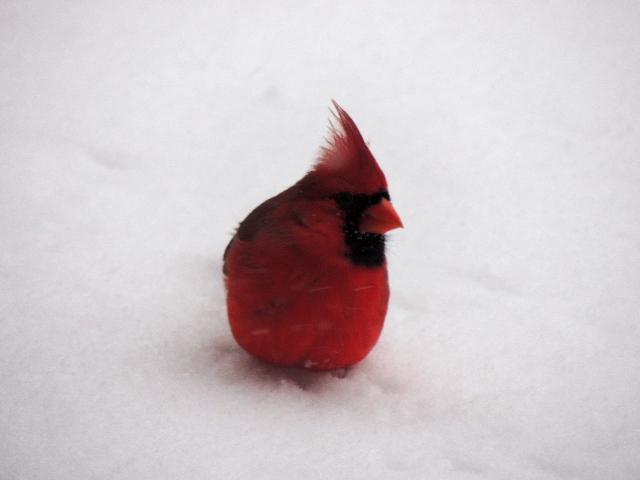 Northern Cardinal Photo by Tony Heindel