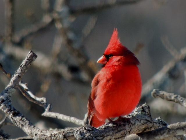Northern Cardinal Photo by Tony Heindel
