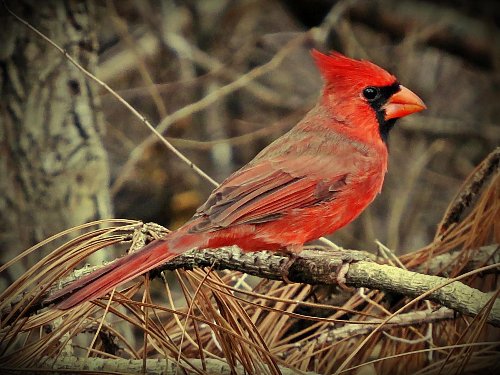 Northern Cardinal Photo by Bob Neugebauer