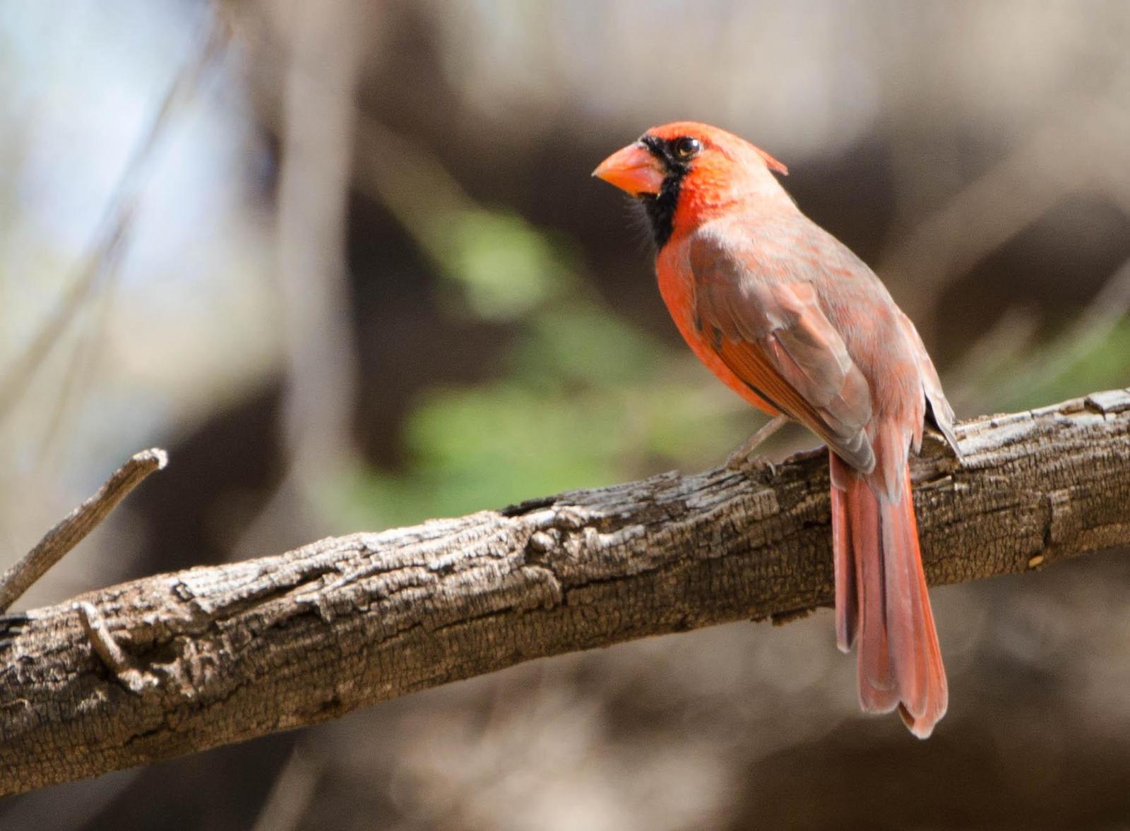 Northern Cardinal Photo by Scott Yerges