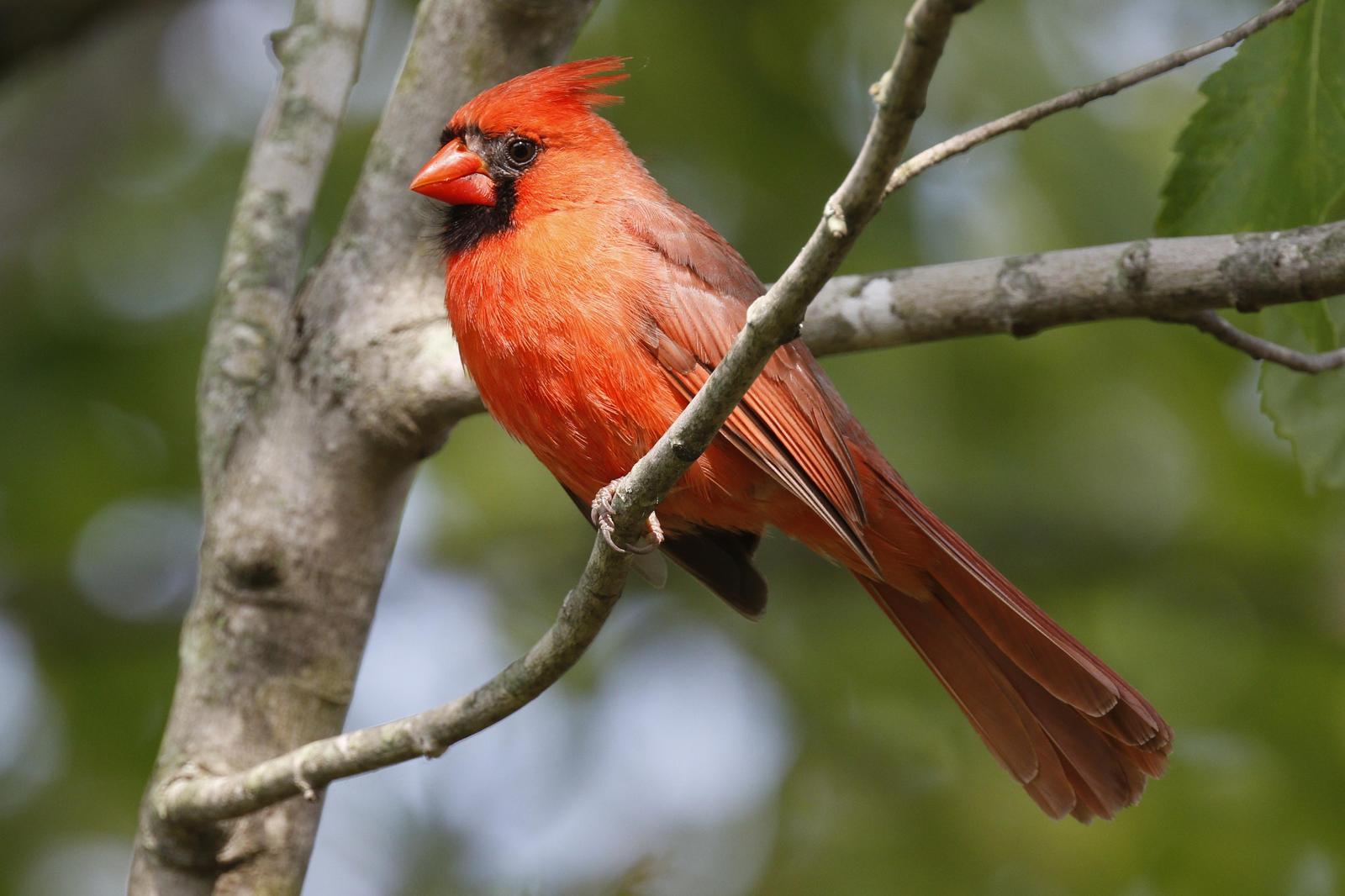 Northern Cardinal Photo by Emily Willoughby