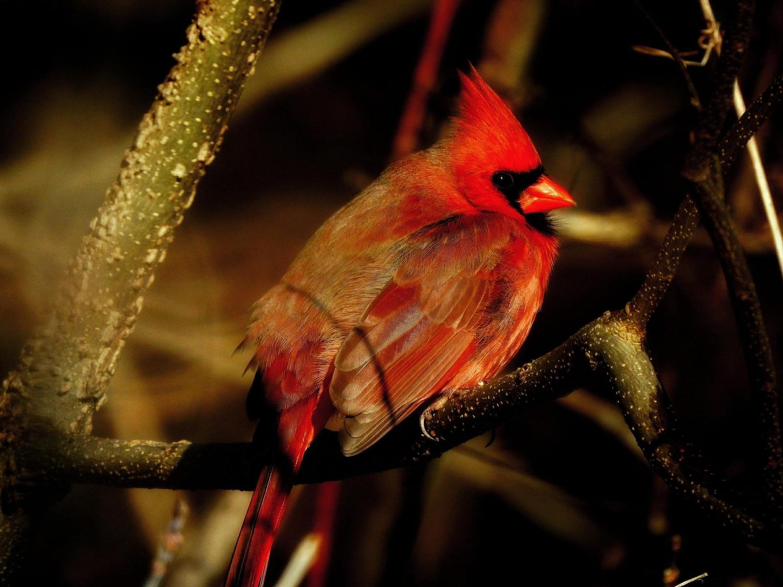 Northern Cardinal Photo by Steven Kleiman