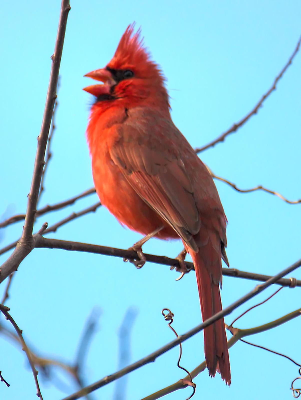 Northern Cardinal Photo by Dan Tallman