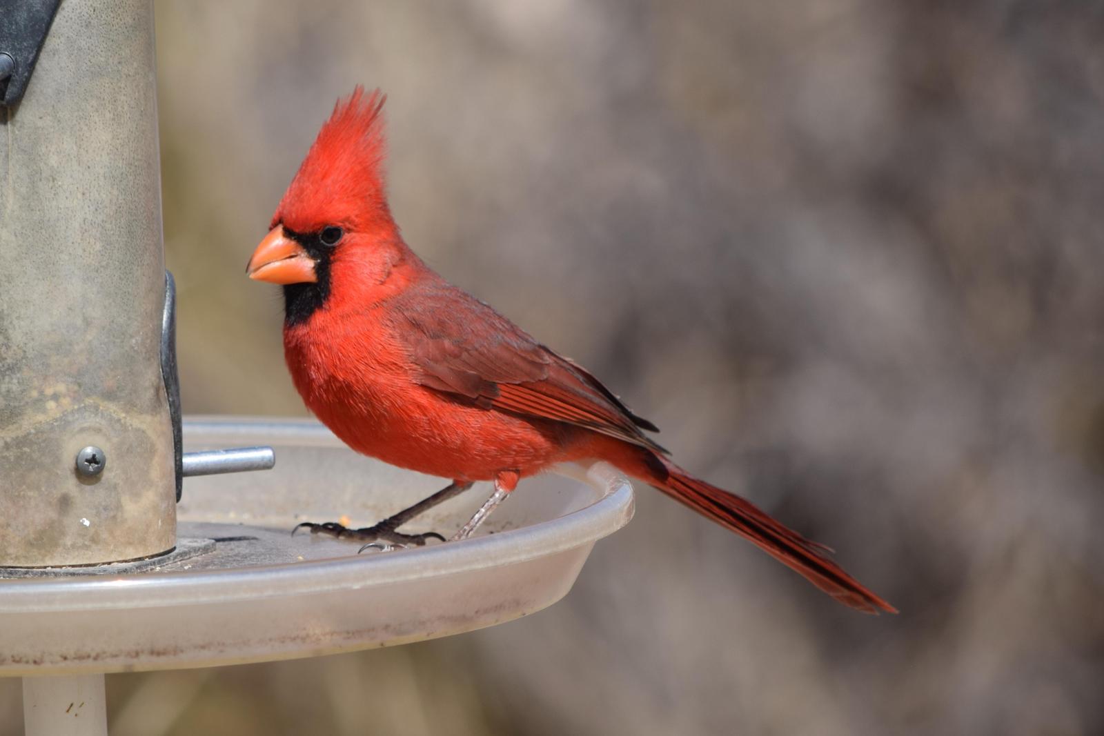 Northern Cardinal Photo by Ken Shawcroft