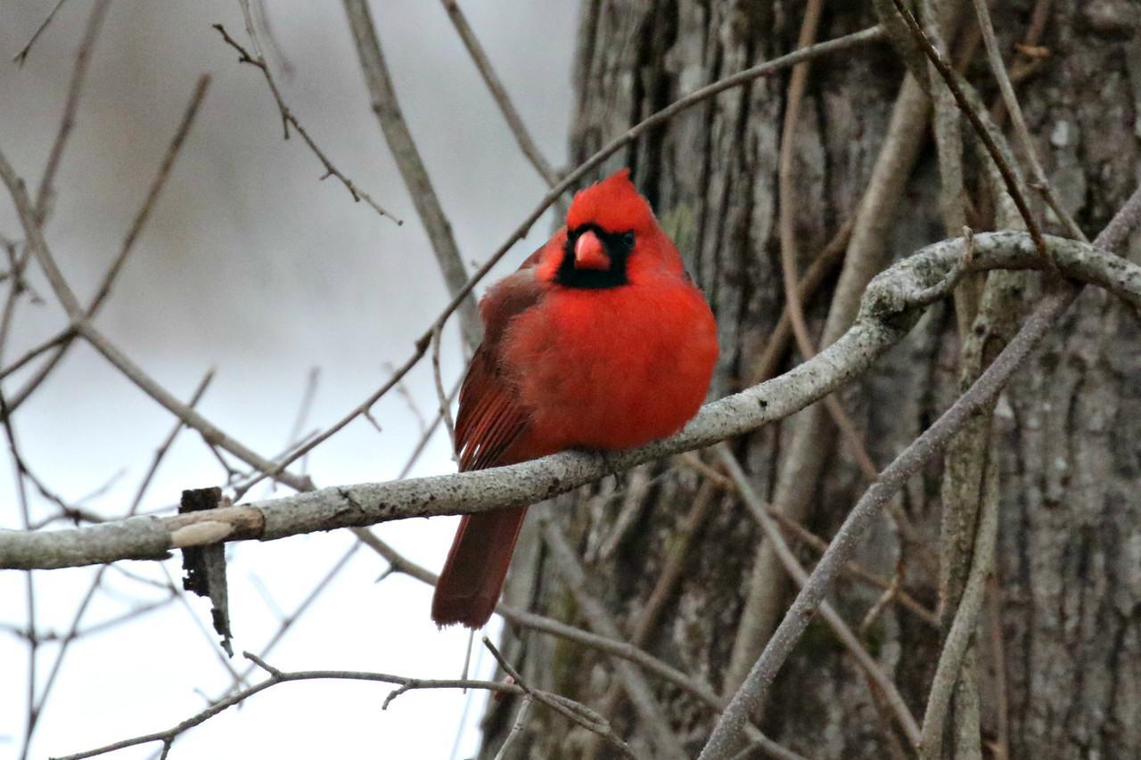 Northern Cardinal Photo by Ruth Morrissette