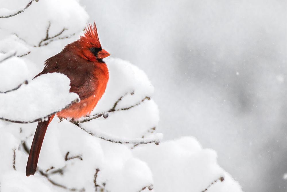 Northern Cardinal Photo by Amanda Fulda