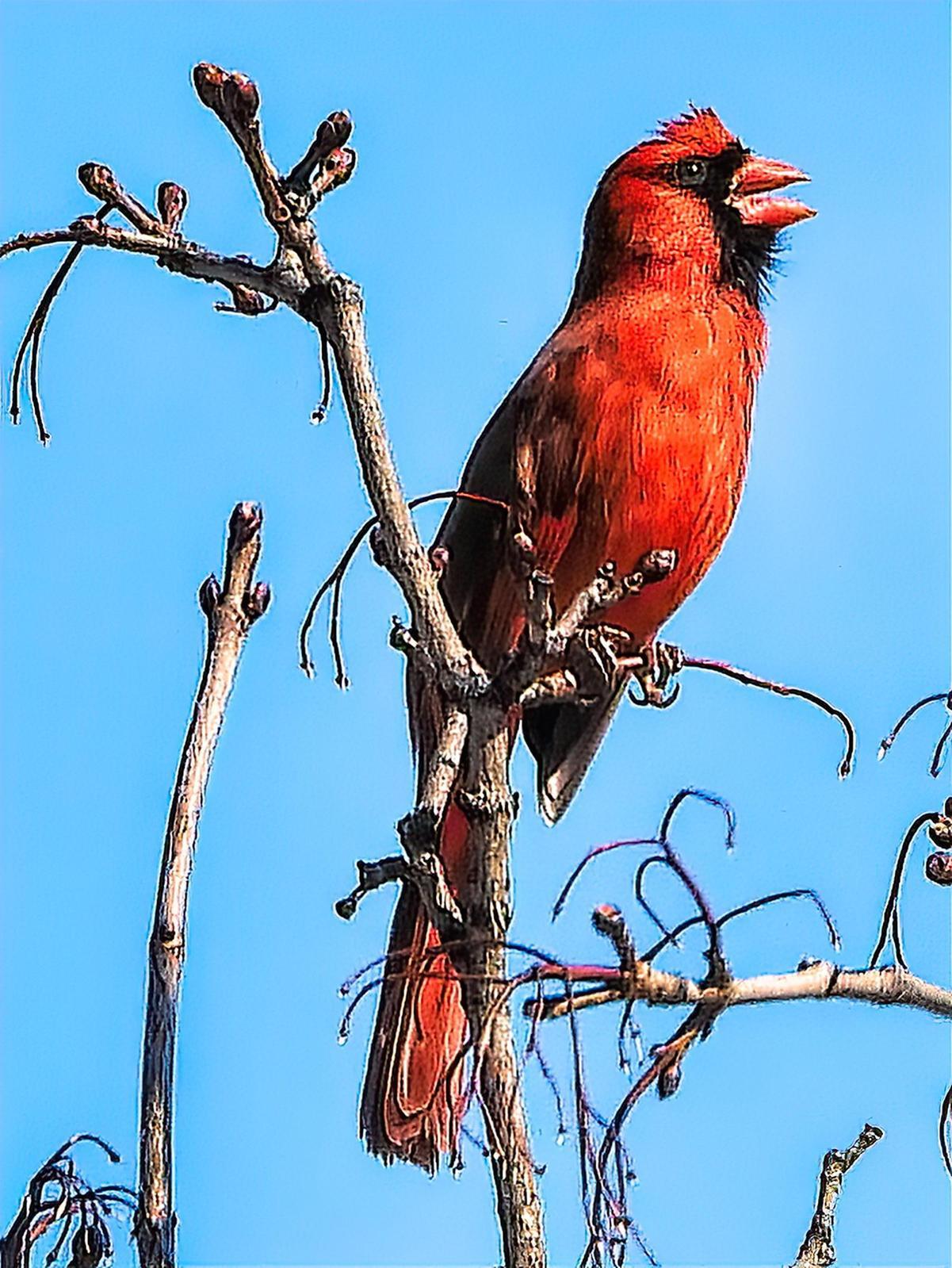 Northern Cardinal Photo by Dan Tallman