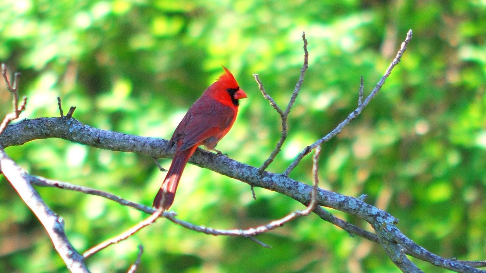 Northern Cardinal Photo by RM Beck