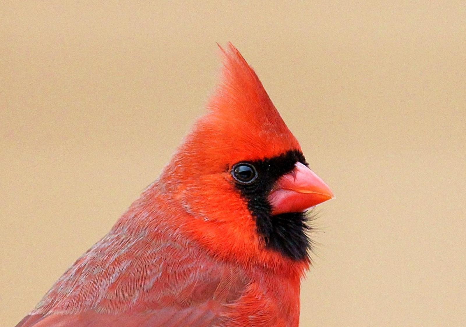 Northern Cardinal Photo by Matthew McCluskey