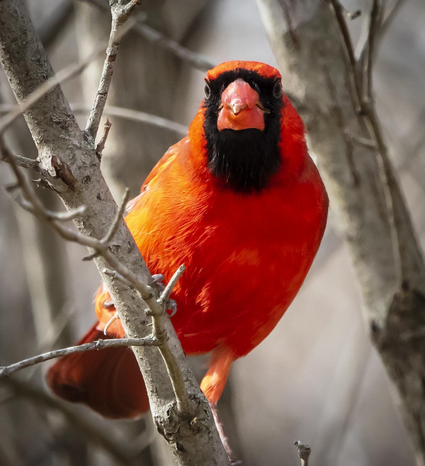Northern Cardinal Photo by Tom Gannon