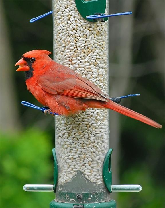 Northern Cardinal Photo by Craig Ritchie