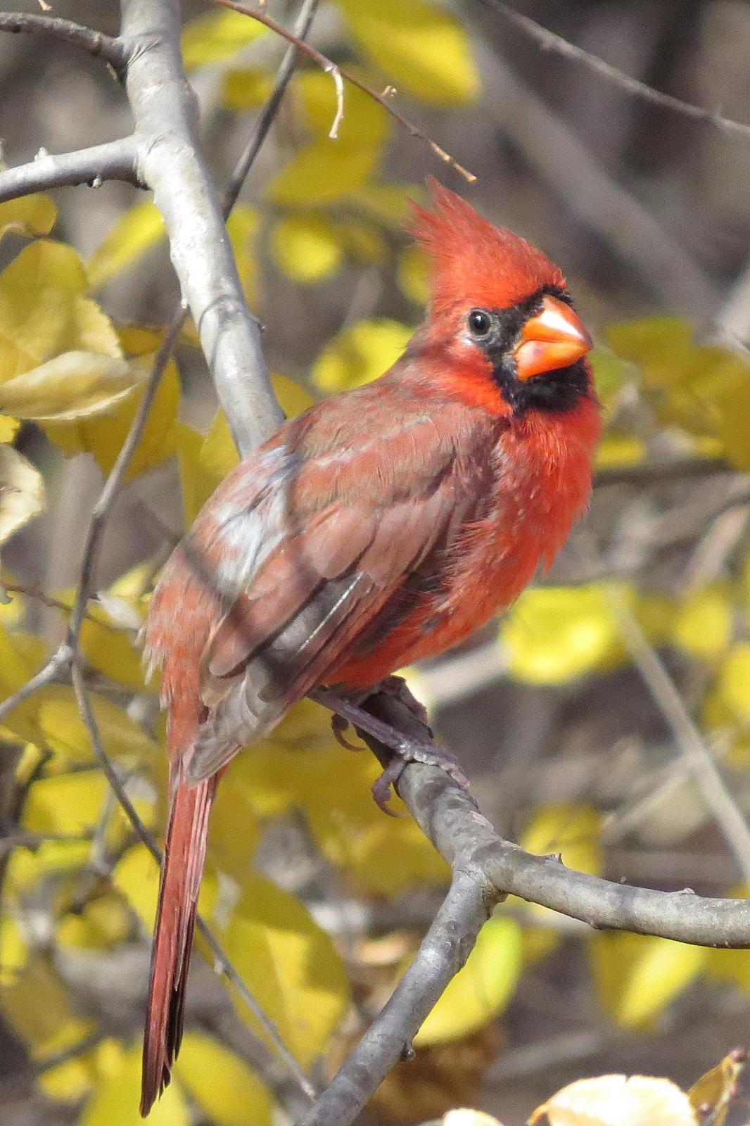 Northern Cardinal Photo by Enid Bachman