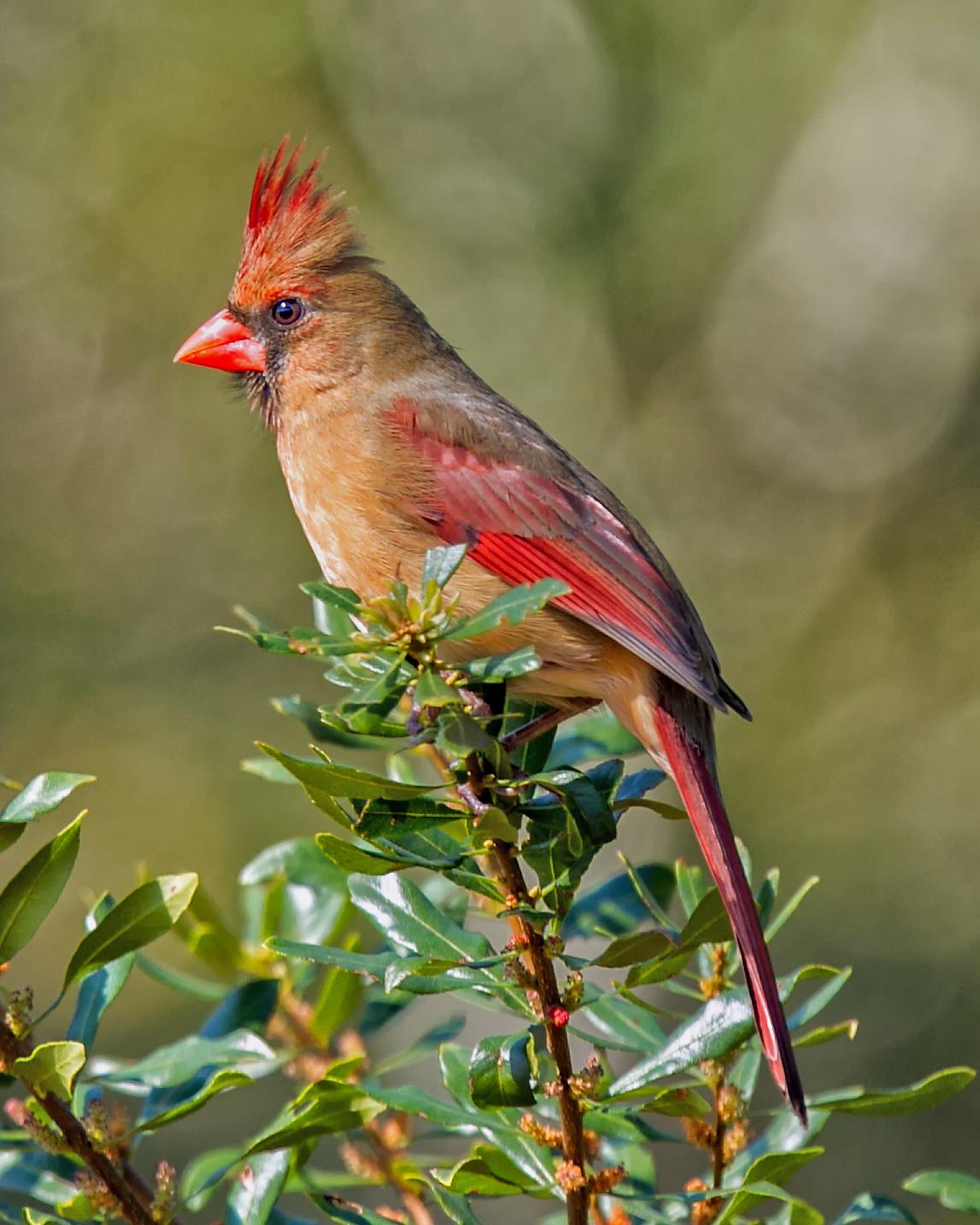 Northern Cardinal Photo by JC Knoll