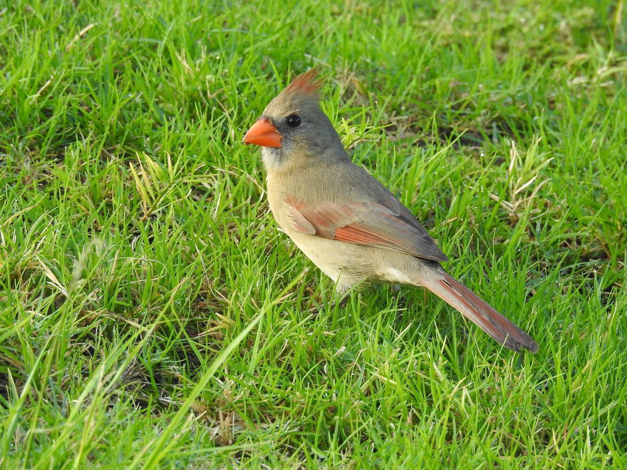Northern Cardinal Photo by Brian Avent