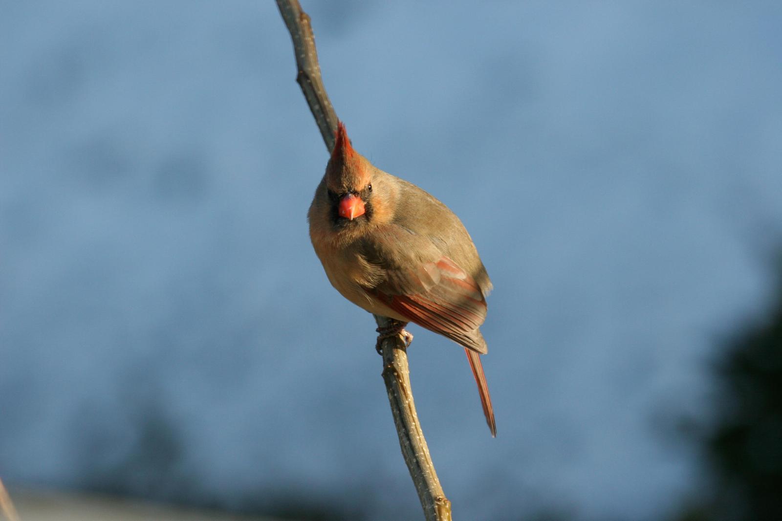 Northern Cardinal Photo by Roseanne CALECA