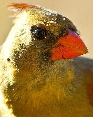 Northern Cardinal Photo by Pete Myers