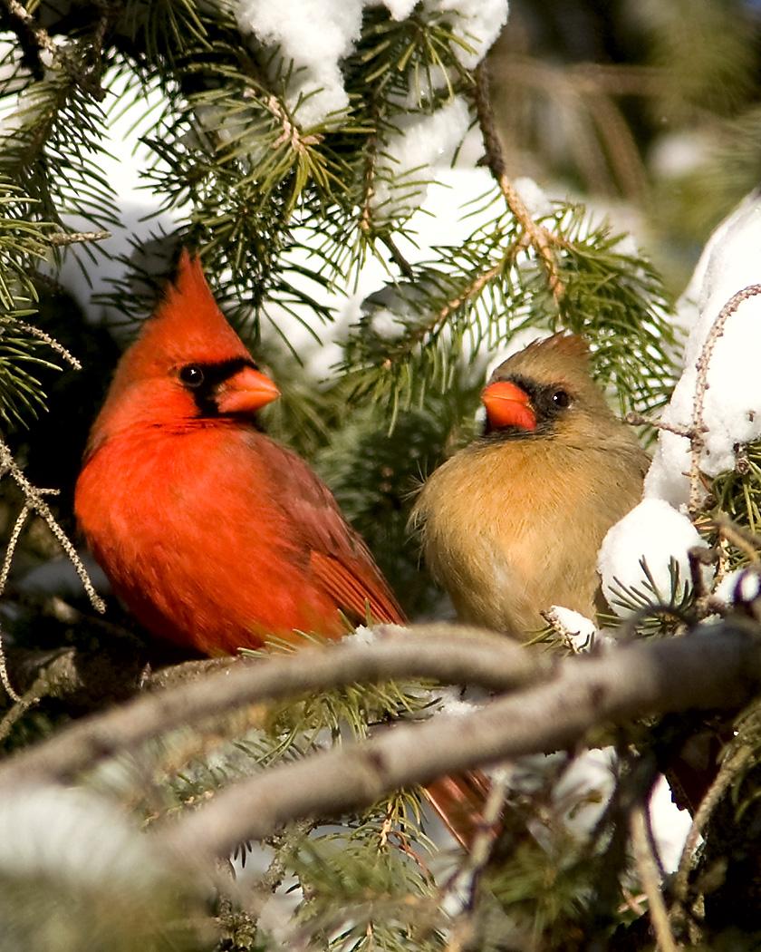 Northern Cardinal Photo by Josh Haas