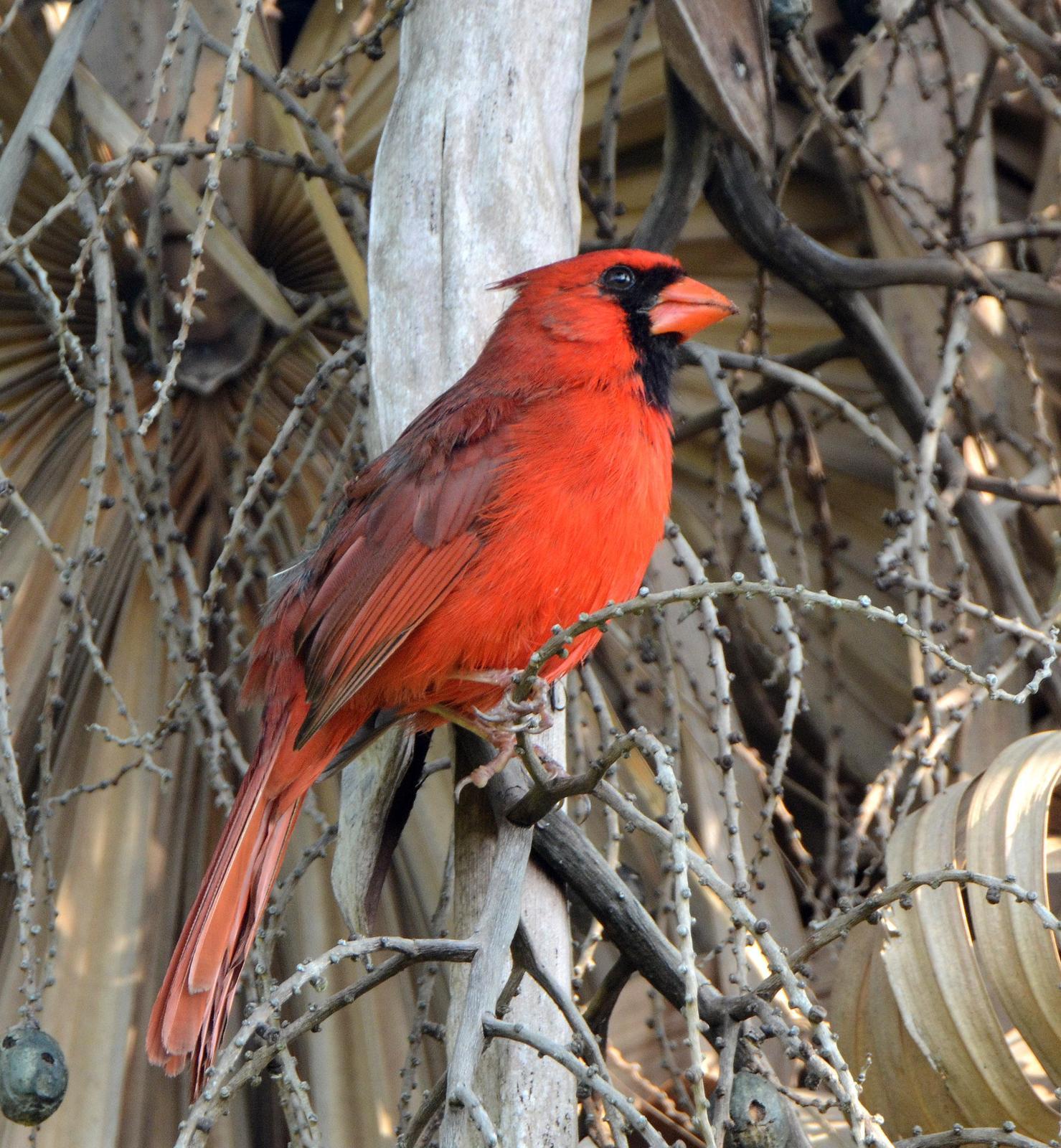 Northern Cardinal (Common) Photo by Steven Mlodinow