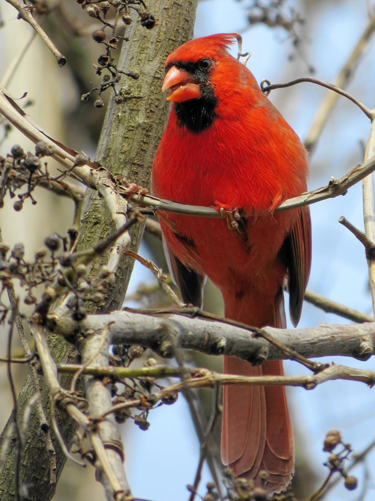 Northern Cardinal (Common) Photo by Kathy Wooding