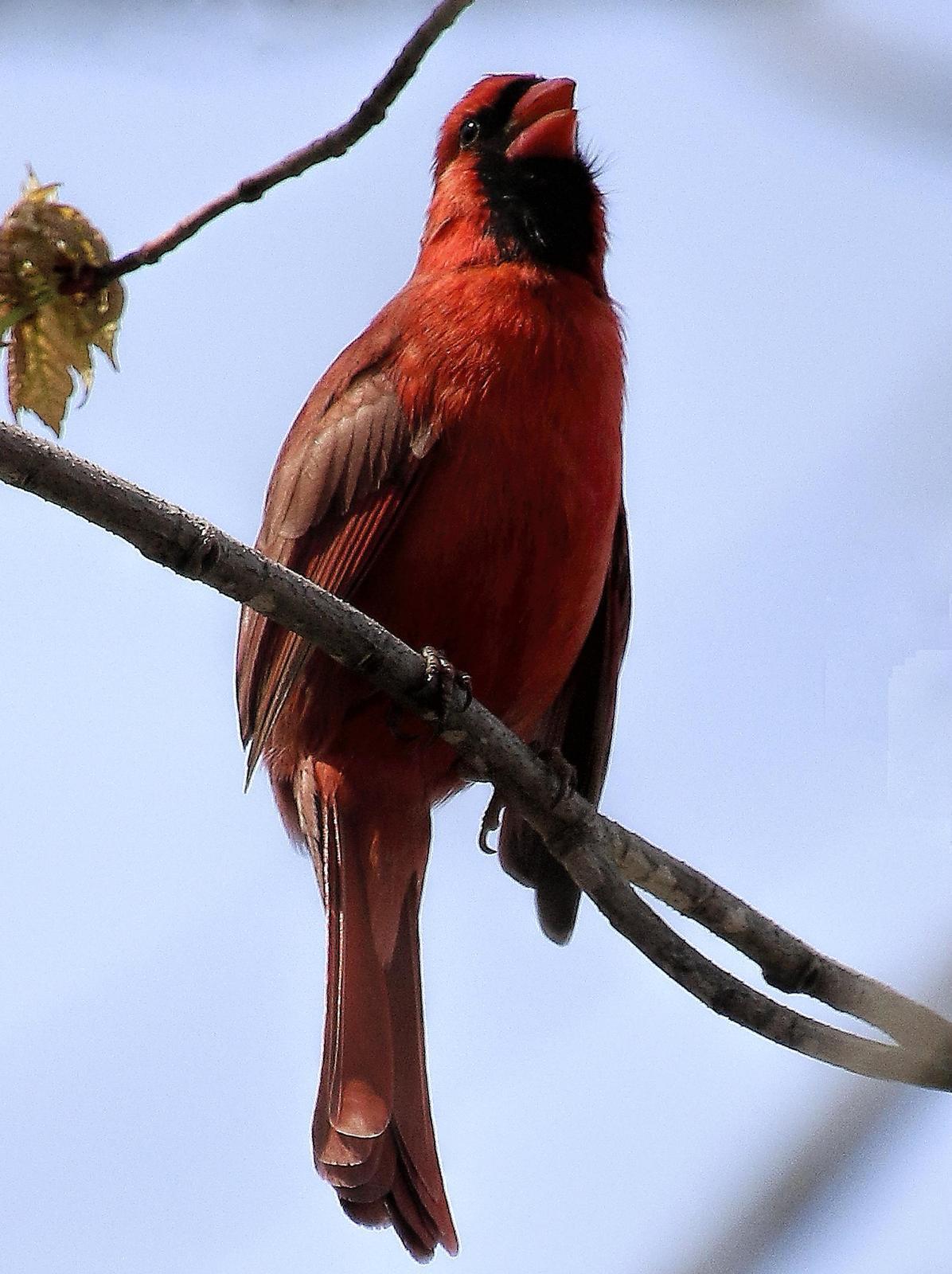 Northern Cardinal (Common) Photo by Dan Tallman