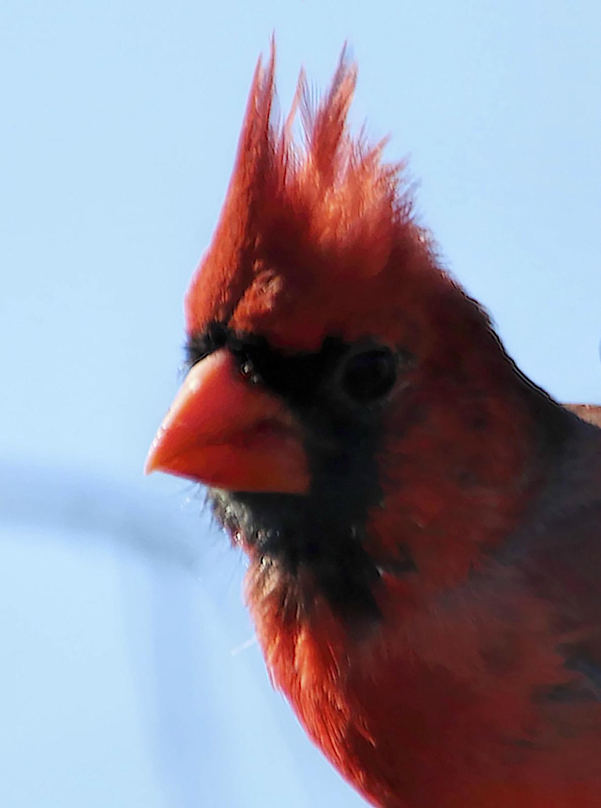 Northern Cardinal (Common) Photo by Dan Tallman