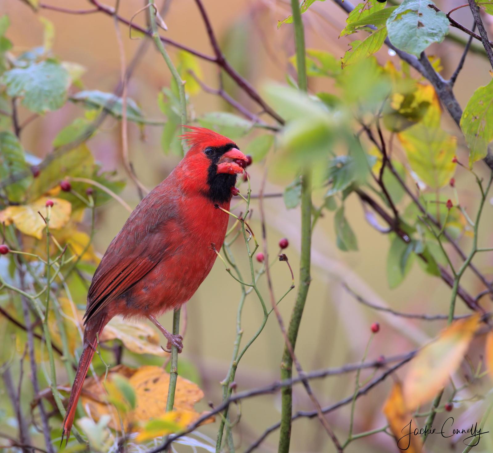 Northern Cardinal (Common) Photo by Jackie Connelly-Fornuff