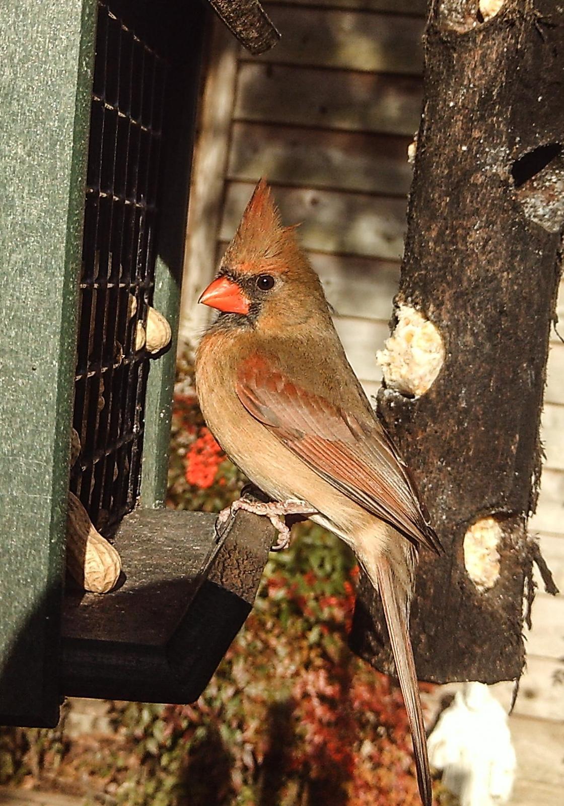 Northern Cardinal (Common) Photo by Mike Ballentine