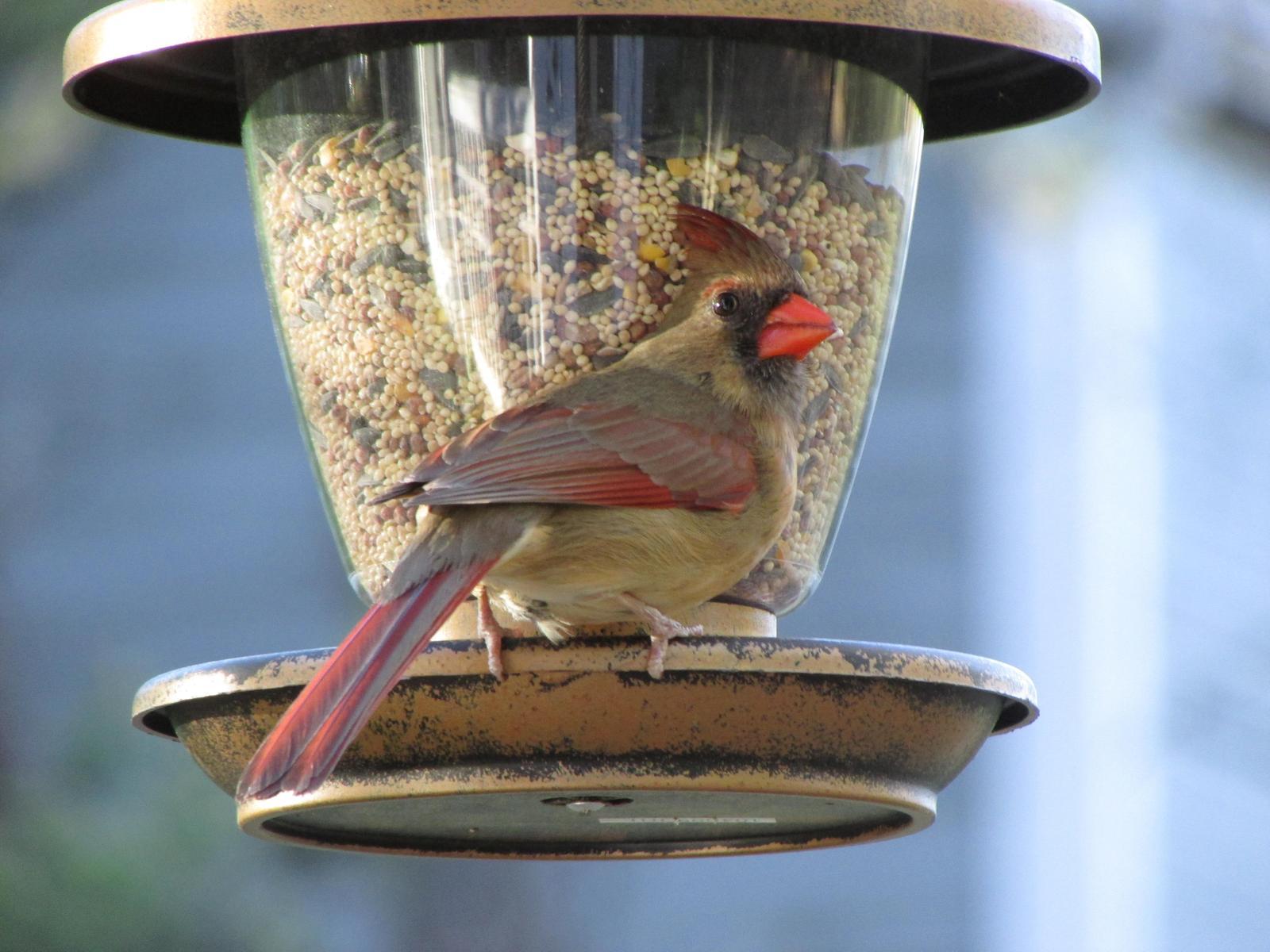 Northern Cardinal (Common) Photo by Michelle Malaski