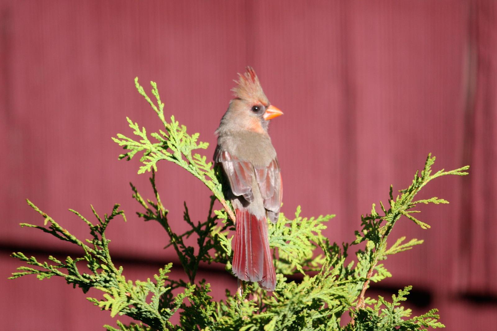 Northern Cardinal (Common) Photo by Roseanne CALECA