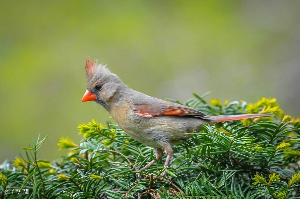 Northern Cardinal (Common) Photo by Y TSAI