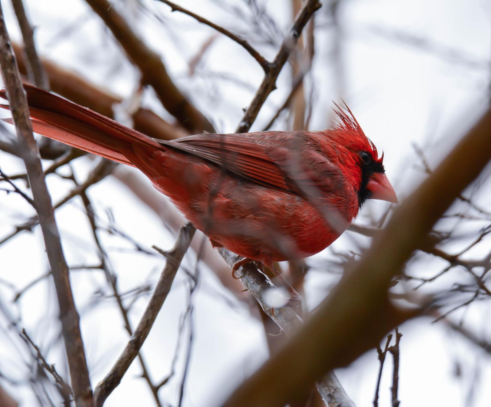 Northern Cardinal (Common) Photo by Wally Wenzel