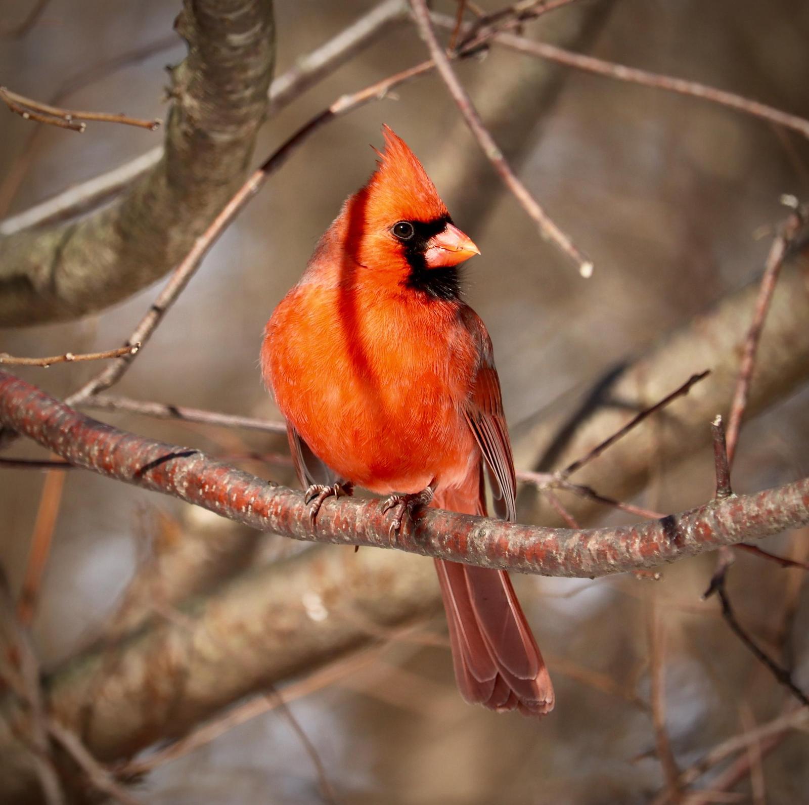 Northern Cardinal (Long-crested) Photo by Kyoji Nakano