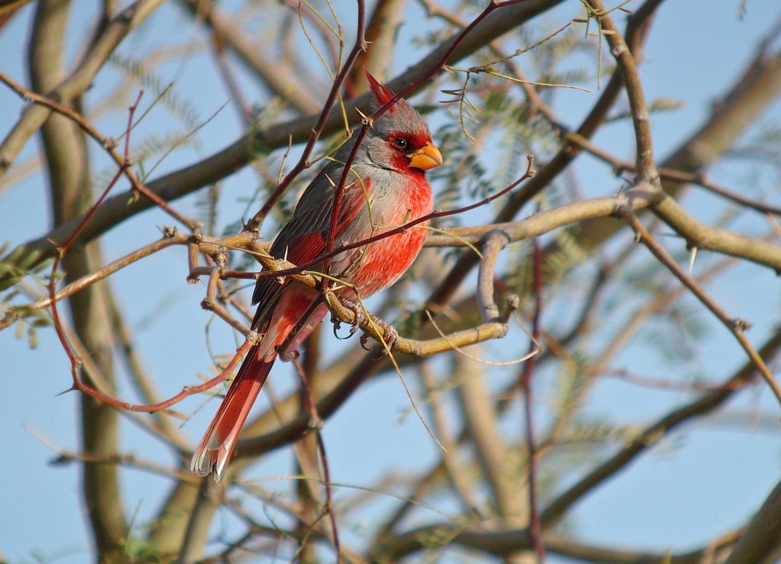 Pyrrhuloxia Photo by Michael Moore