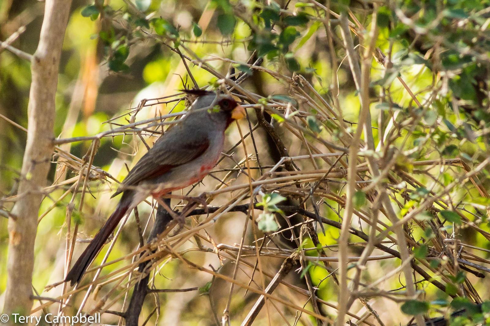 Pyrrhuloxia Photo by Terry Campbell