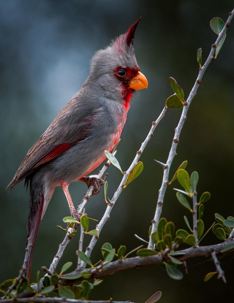 Pyrrhuloxia Photo by Donald Brown