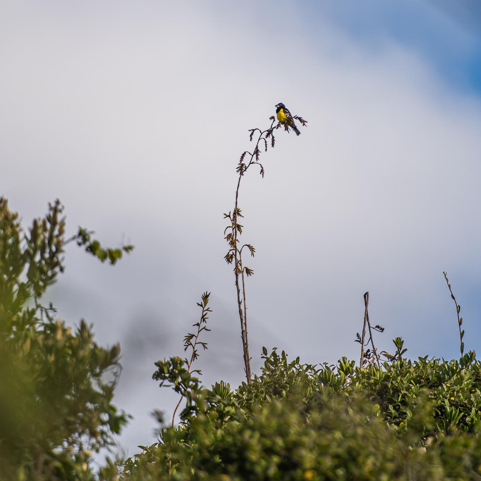 Black-backed Grosbeak Photo by Alberto Acero