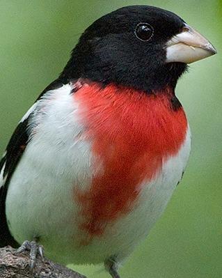 Rose-breasted Grosbeak Photo by Pete Myers
