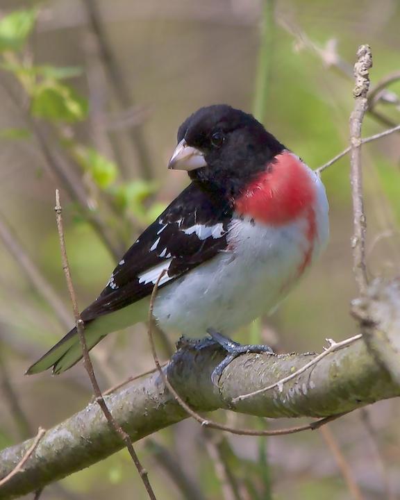 Rose-breasted Grosbeak Photo by Denis Rivard