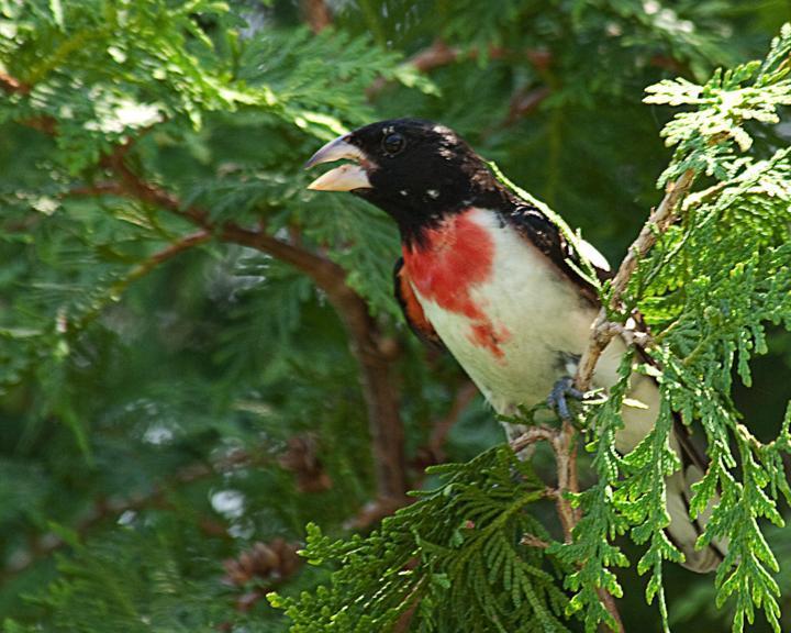 Rose-breasted Grosbeak Photo by Jean-Pierre LaBrèche