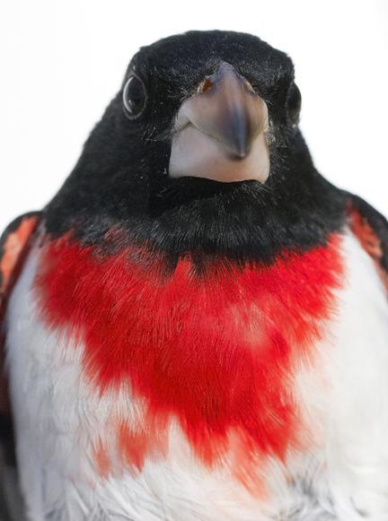 Rose-breasted Grosbeak Photo by Dan Tallman