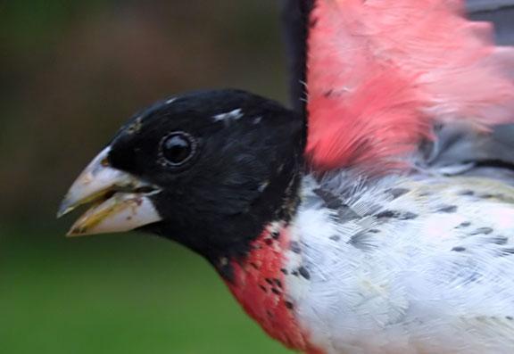 Rose-breasted Grosbeak Photo by Dan Tallman