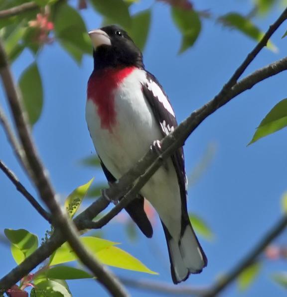 Rose-breasted Grosbeak Photo by Nick Guirate