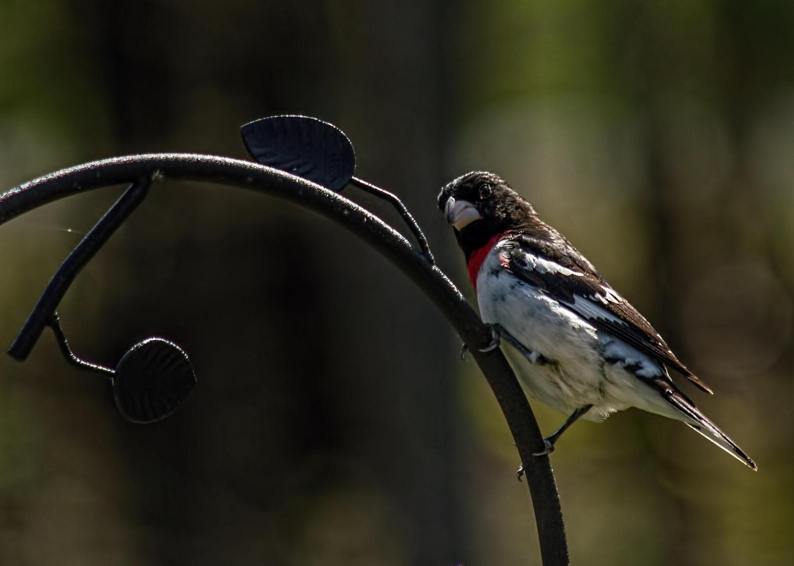Rose-breasted Grosbeak Photo by Tracy Patterson