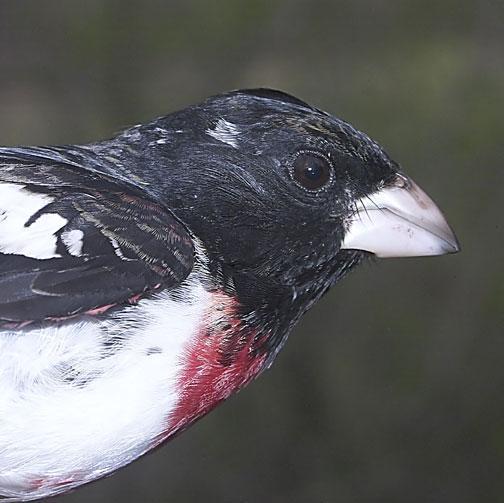 Rose-breasted Grosbeak Photo by Dan Tallman